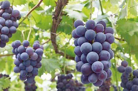 【ホテルふじ指定】湖上桟橋イス席利用諏訪湖祭湖上花火大会2026と巨峰もぎ取り食べ放題2日間1